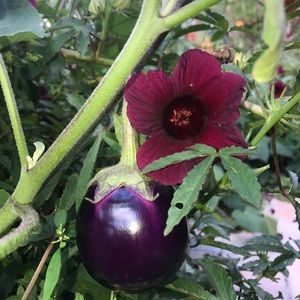 Meet your Posher, Celeste